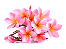 Pink Plumeria Flowers Isolated On White Background