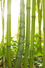 Bambusstamm mit unregelmäßige Rhizome