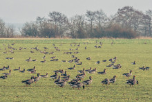 Wild Geese On A Filed
