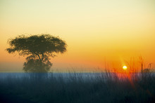 Sunrise Over African Plains