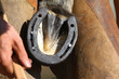farrier with horse hoof
