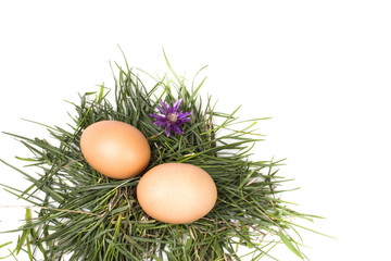 two spring eggs on green grass with flower