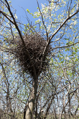 Wall Mural - Pica pica. The nest of the Magpie in nature.