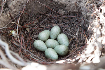 Poster - Pica pica. The nest of the Magpie in nature.