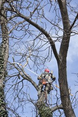 Wall Mural - An arborist using a chainsaw to cut a walnut tree