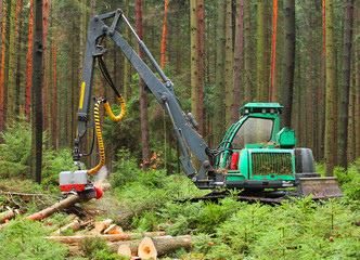 The harvester working in a forest.