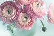 Bouquet of pink ranunculus in vase