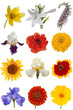 Flower collection, isolated on white background