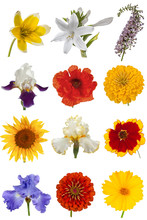 Flower Collection, Isolated On White Background