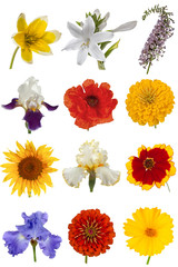 Flower collection, isolated on white background