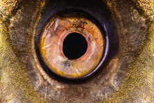 Fish Eye Close-up