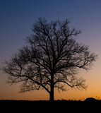 Fototapeta Sawanna - Big oak silhouette