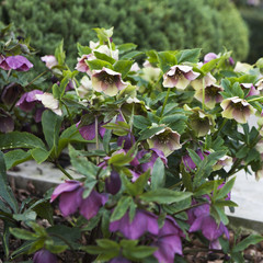 Wall Mural - Stinking hellebore (Helleborus foetidus)