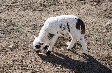 Canvas Print - lamb on the farmyard