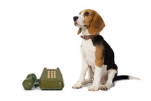 Beagle Dog Is Waiting For The Phone Ring In White Background