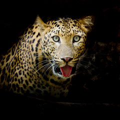 Wall Mural - Leopard portrait