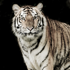 Fotomurali - Tiger