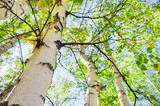 Green birch in spring forest