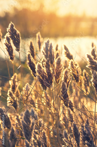 Reed on the bank of the lake early in the morning