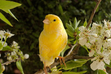 Springtime. Canary Bird On The Branch.