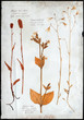 flowers pressed isolated herbarium