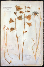 Flowers Pressed Isolated Herbarium