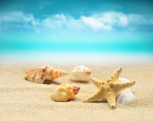 Summer beach. Starfish and seashell on the sand.