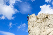 © pkazmierczak - Rock climber on limestone rock near Krakow, Poland