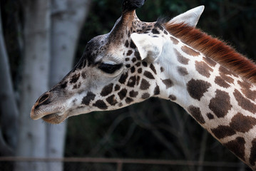 A portrait of giraffe which is chewing, LA Zoo, California