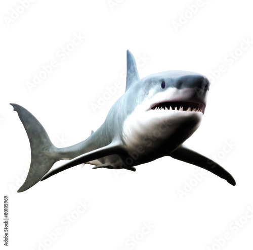 Fotografie, Obraz Great white shark swimming on a white background