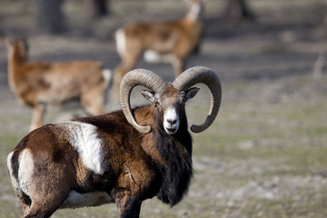 mouflon looking at camera