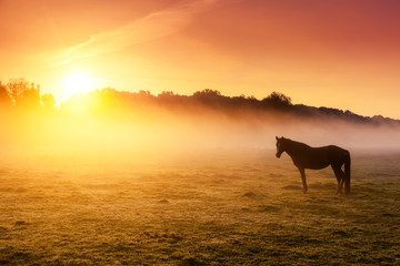 horses grazing on pasture