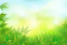 Fresh Green Maple Leaves Background, Vector Illustration