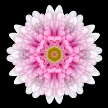 Pink Flower Mandala Kaleidoscope Isolated On Black