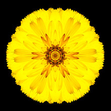 Yellow Flower Mandala Kaleidoscope Isolated On Black