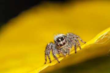 Wall Mural - jumper spider on yello leaf