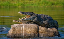 Two Crocodile On The Stone. Uganda.