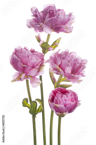 tulipan-na-bialym-tle