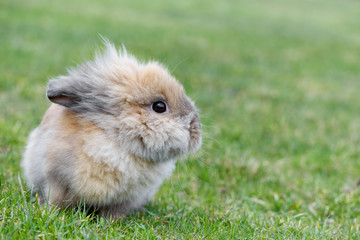 Wall Mural - Little rabbit on green grass