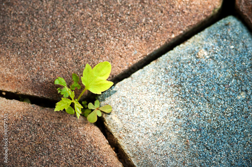 plant growing through crack in pavement Concept of business brea Poster
