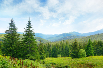Wall Mural - Beautiful pine trees on background high mountains.