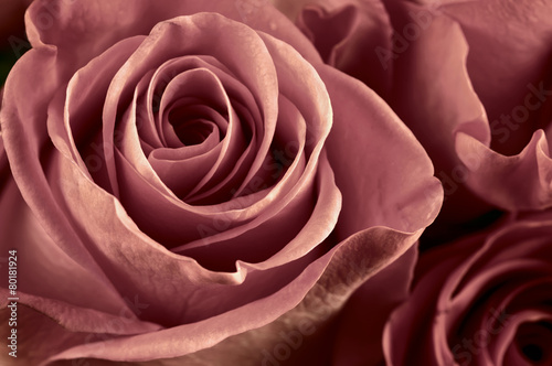 Plakat na zamówienie Rose flowers close-up