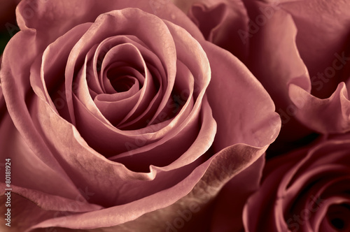 Naklejka na kafelki Rose flowers close-up