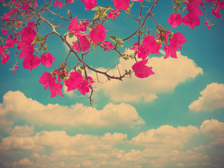Wall Mural - pink bougainvillea flower and blue sky