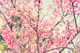 Fototapeta Do pokoju - Pink Sakura flower blooming in vintage tone