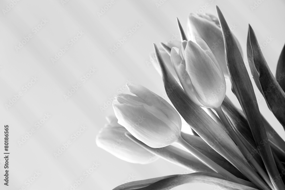 Beautiful tulips in black and white - obrazy, fototapety, plakaty 