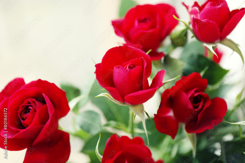 Beautiful red roses on light background