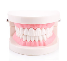 Plastic Human Teeth Models Isolated On White