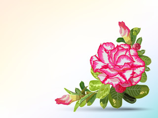 Background and label decorated with desert rose