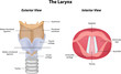 The Larynx Interior and Exterior